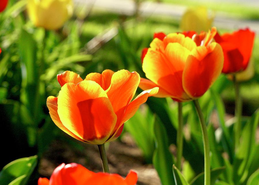 Summer Tulips Photograph by Beth Deitrick - Fine Art America