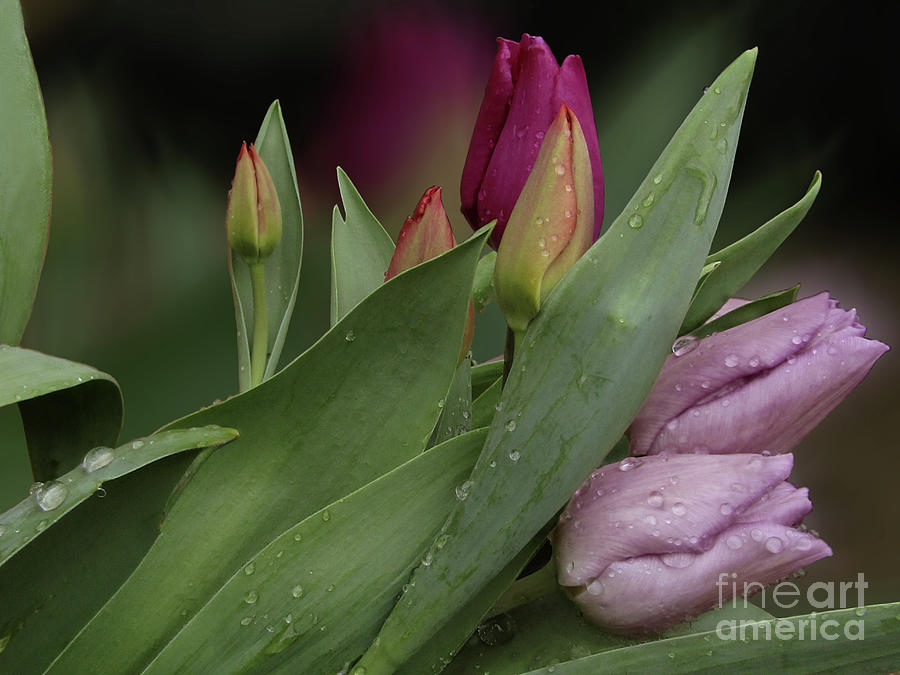 Summer Tulips Photograph by Kim Tran