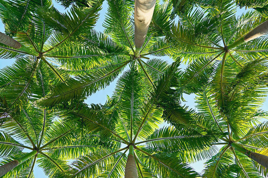 Summer Photograph - Summer Under the Palm Leaves by Cross Version