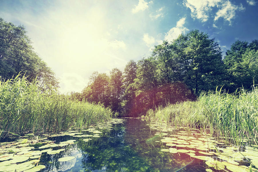 Summer Photograph - Summer view of a river in the woods. by Michal Bednarek