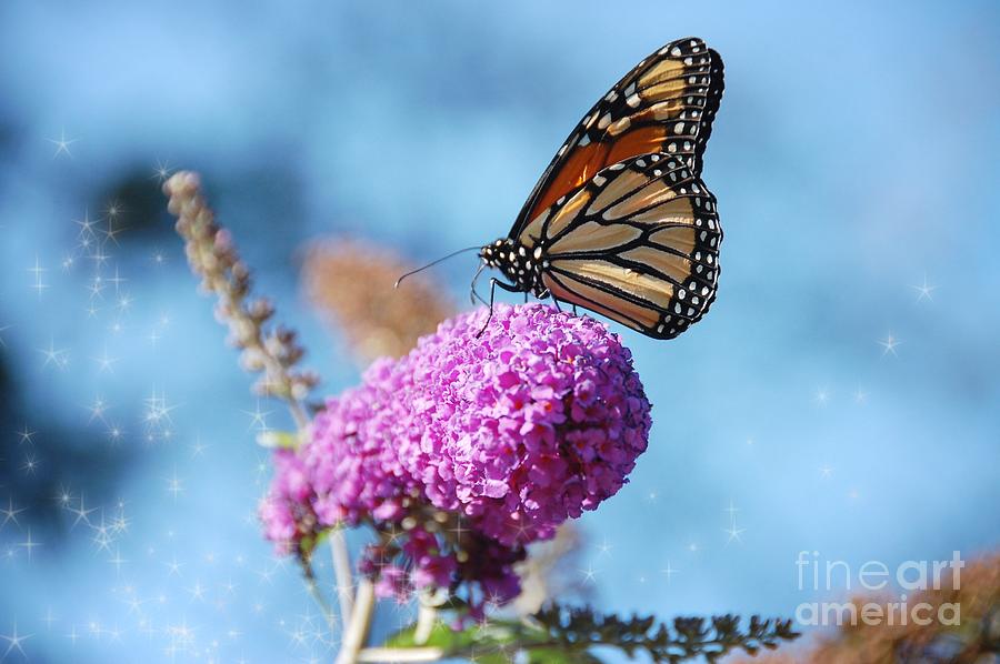 Summer Visitor Photograph By Elaine Manley Fine Art America