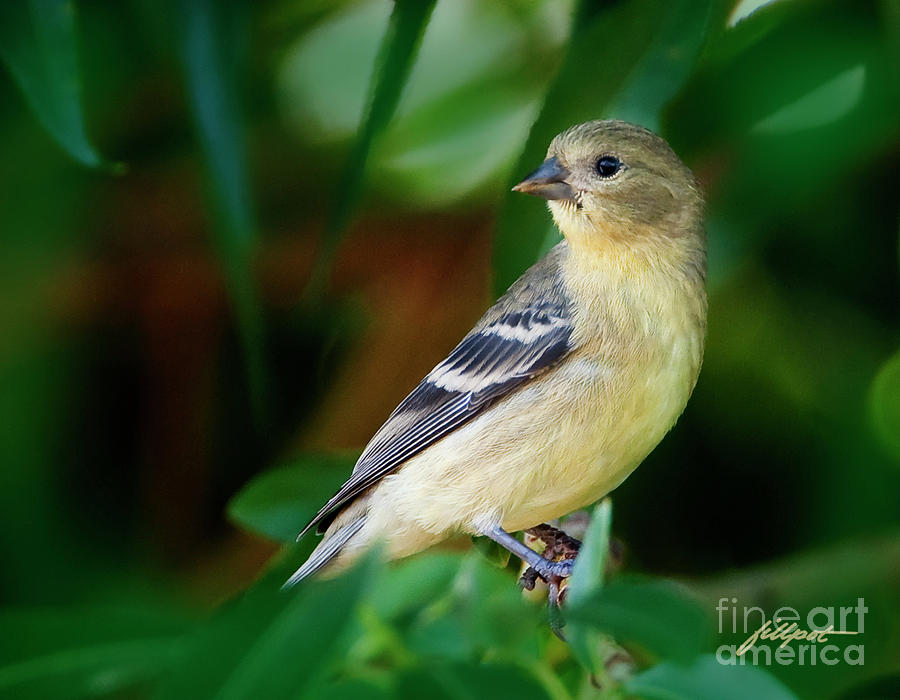Finch Photograph - Summer Visitor by Bon and Jim Fillpot