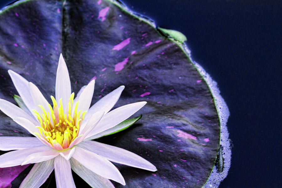 Lily Photograph - Summer Water Lily by Lindley Johnson