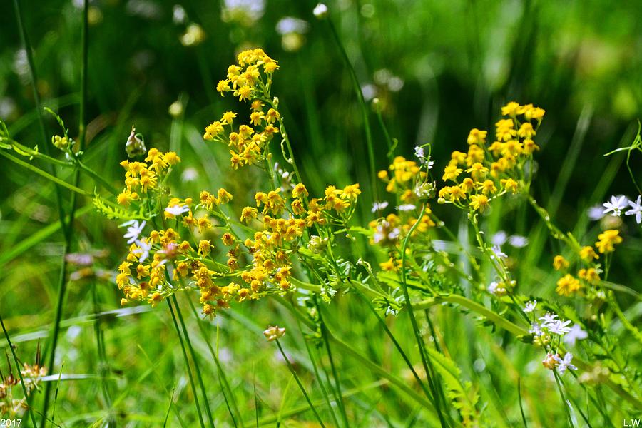 Summer Weeds Photograph by Lisa Wooten