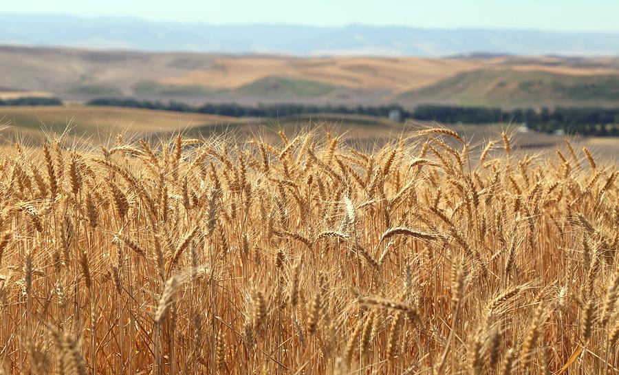 Summer wheat 2 Photograph by Lynn Hopwood