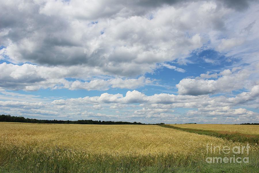 Summer wheat fields in Corinna Maine Photograph by Colleen Snow - Pixels