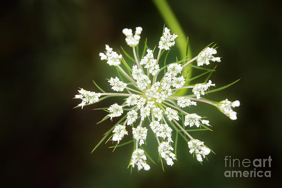 Queen Anns Lace Photograph by Sharon McConnell