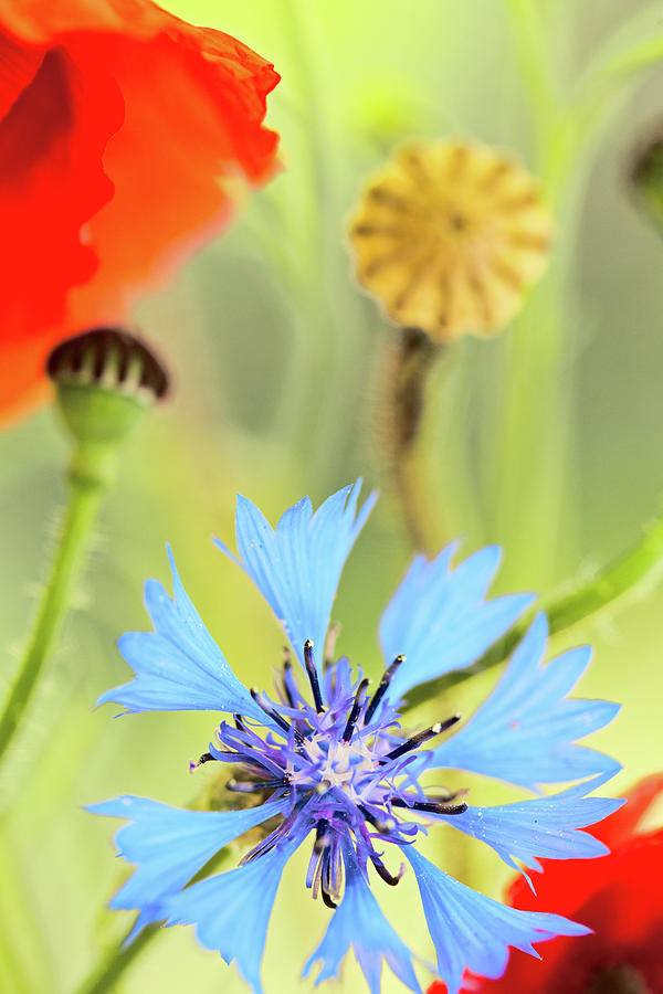 Summer Wild Flower Poppy And Cornflower Abstract Photograph by Dirk Ercken