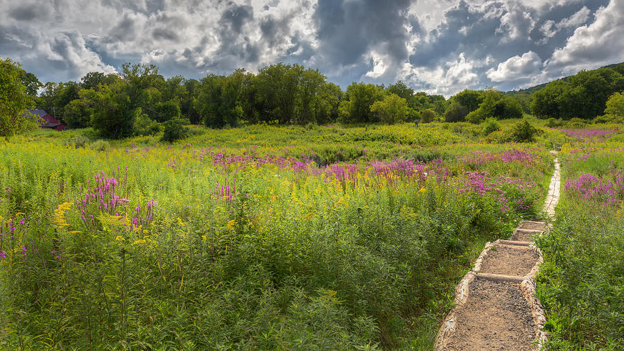 Summer Wildflower Pasture Photograph by Bill Wakeley