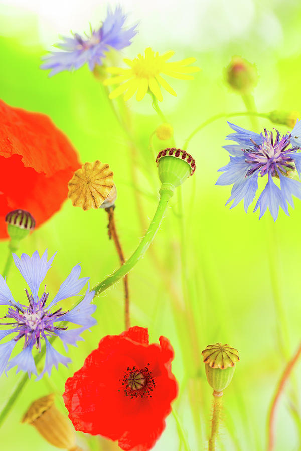 Summer Wildflower Poppy And Corn Flower Abstract Photograph by Dirk Ercken
