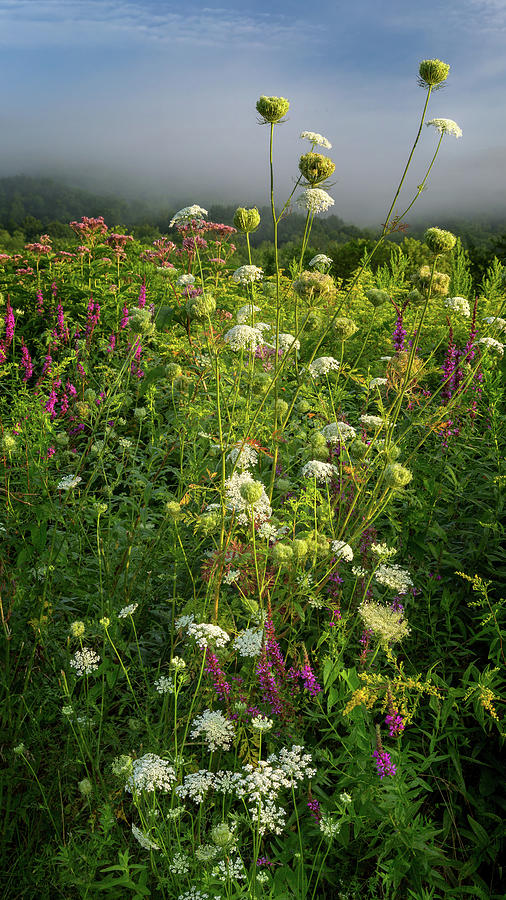 Summer Wildflowers Photograph by Bill Wakeley