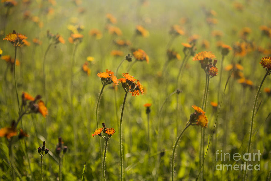 Summer Wildflowers Photograph by Diane Diederich