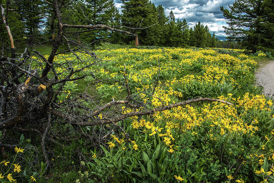 Summer Wildflowers In Wyoming Photograph by Yeates Photography