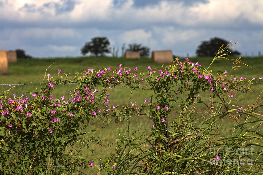 Summer Wildflowers on Barbed Wire Fence Photograph by Ella Kaye Dickey