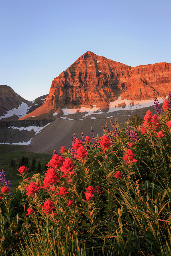 Mountain Photograph - Summer Wildflowers on Timpanogos. by Wasatch Light