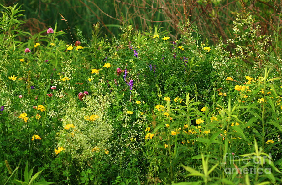 Summer Wildflowers Photograph by Smilin Eyes Treasures