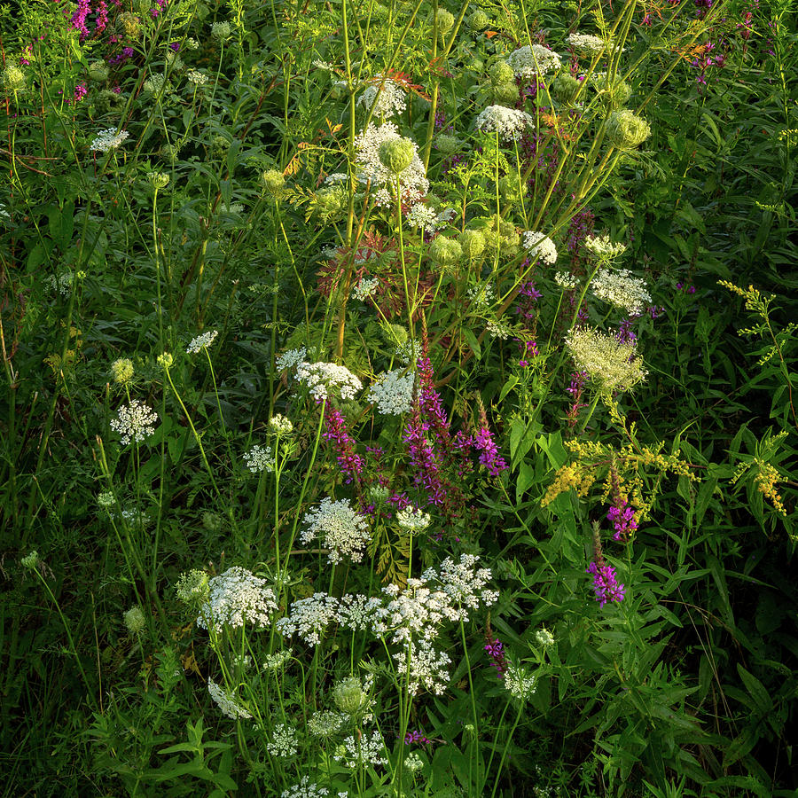 Summer Wildflowers square Photograph by Bill Wakeley