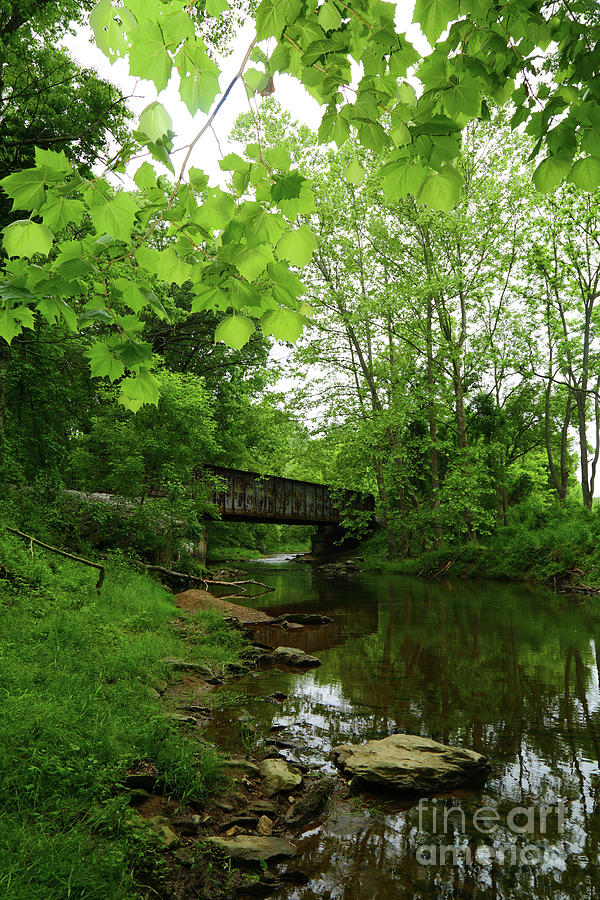 Summer Woodland and the Patapsco River Maryland Photograph by James Brunker