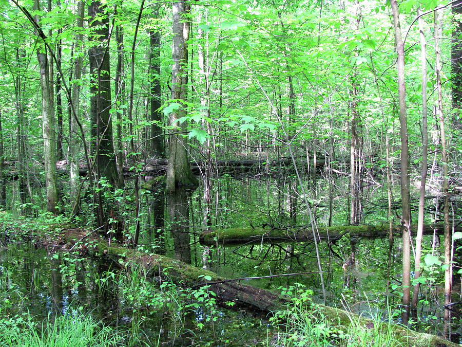 Summer Woods Photograph by Trisha Dahm