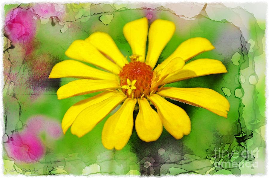 Summer Zinnia  Photograph by Debbie Portwood