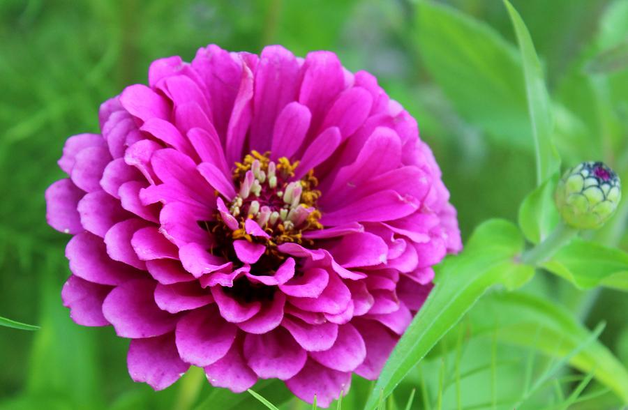 Summer Zinnia Photograph By Keith Golden - Fine Art America