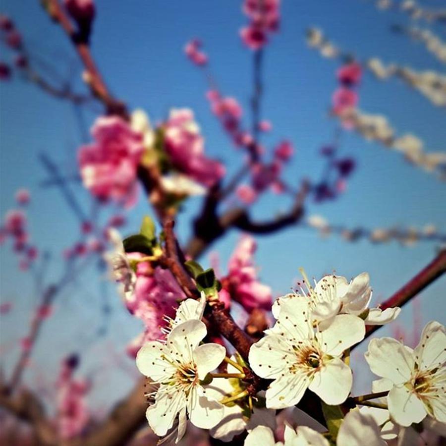 Peach Photograph - #summerfun #flower #blooming #colors by David Stular
