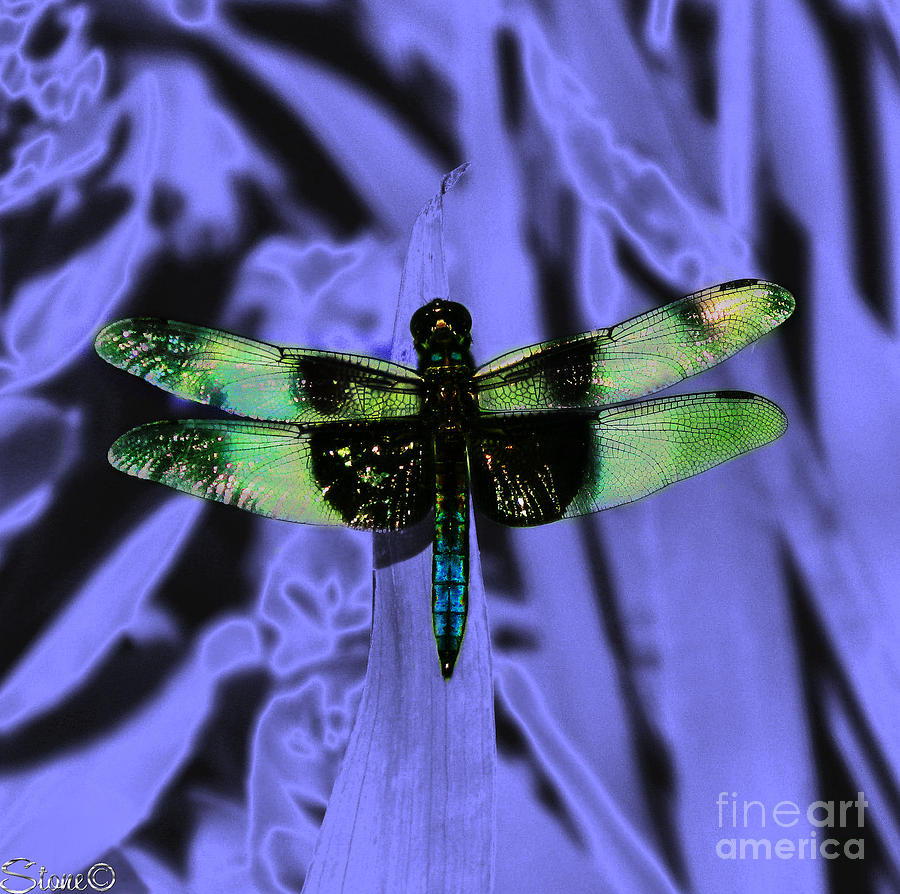 Summerlands Dragonfly  Photograph by September Stone