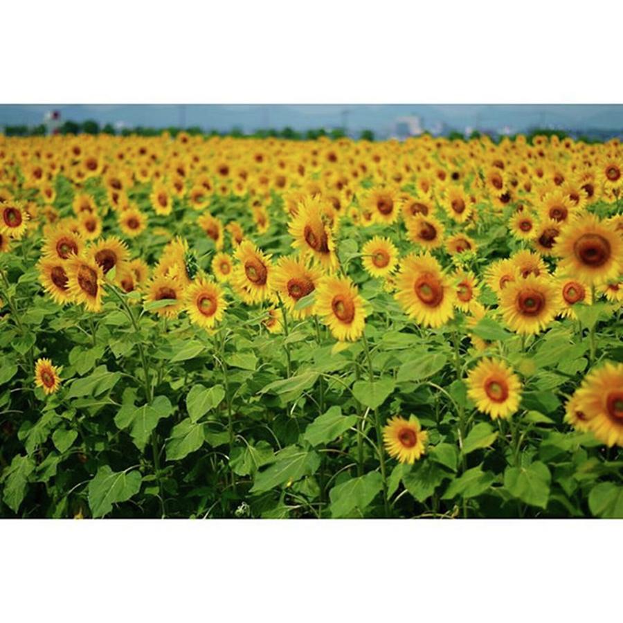 Sunflower Photograph - Summerやなあ☀
#ひまわり by Jumpei Matsumoto