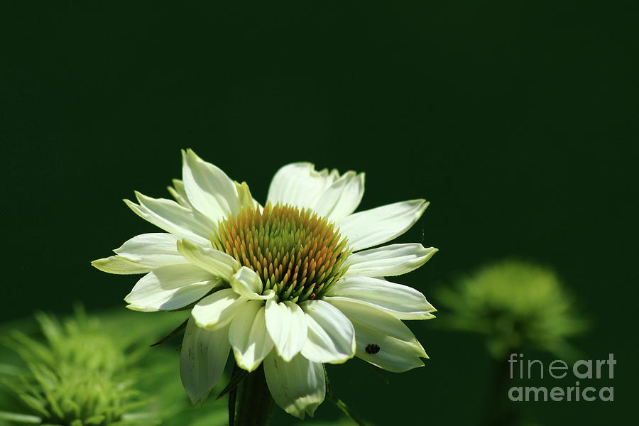 Summers Beauty Photograph by Christiane Schulze Art And Photography