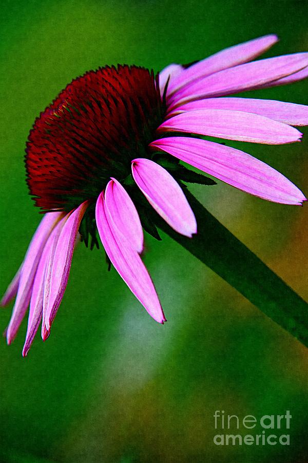 Spring Photograph - Summers Dream of a Purple Coneflower by Becky Kurth