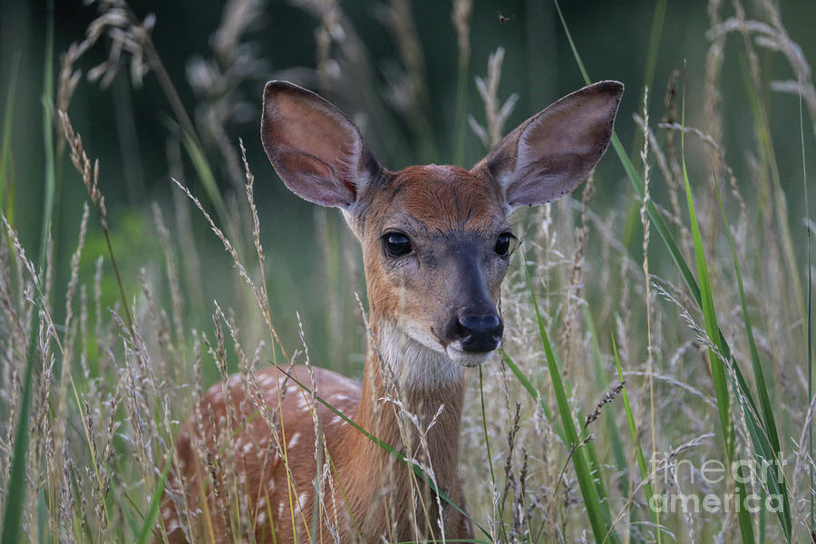 Summers Fawn Photograph by Elizabeth Winter