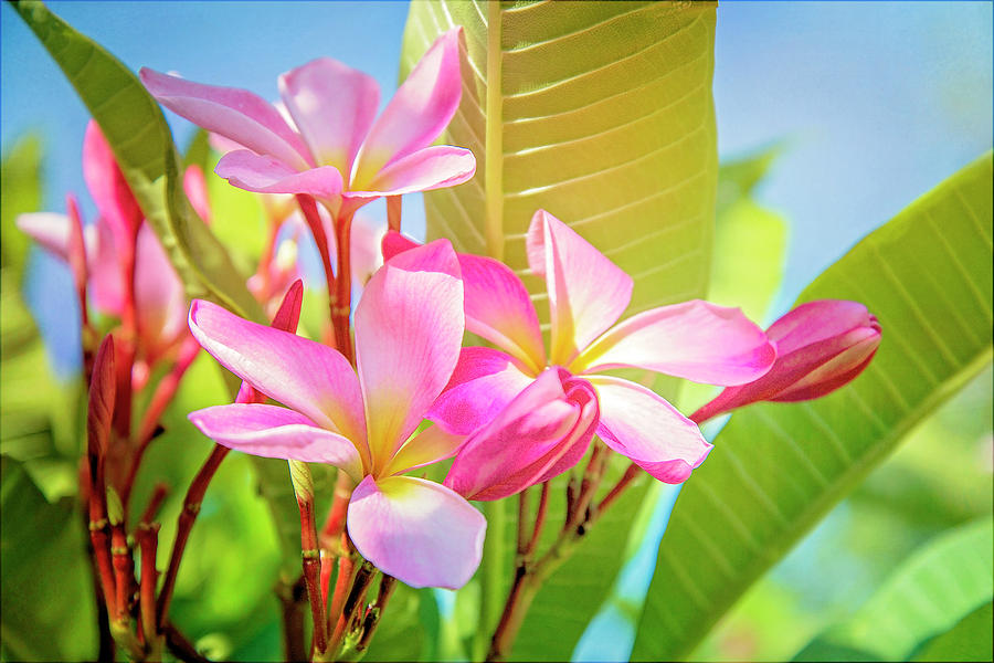 Summers Prettiest Plumeria with Soft Tones Photograph by Lynn Bauer