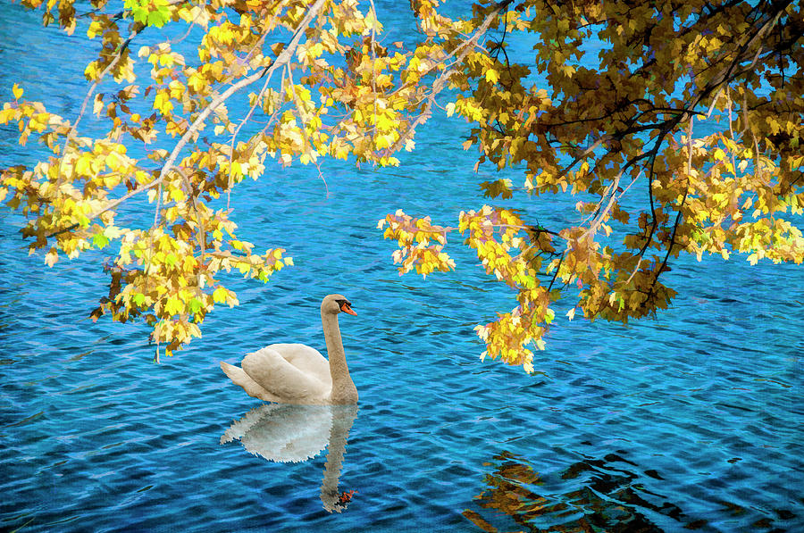 Summers Swan Song Photograph by Cathy Kovarik