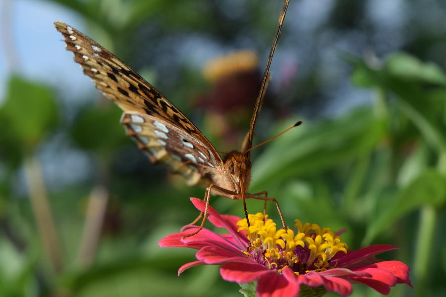 Summers Sweet Nectar Photograph