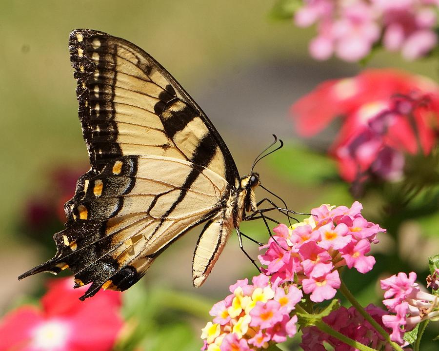 Summertime Beauty Photograph by Karen Beasley - Fine Art America