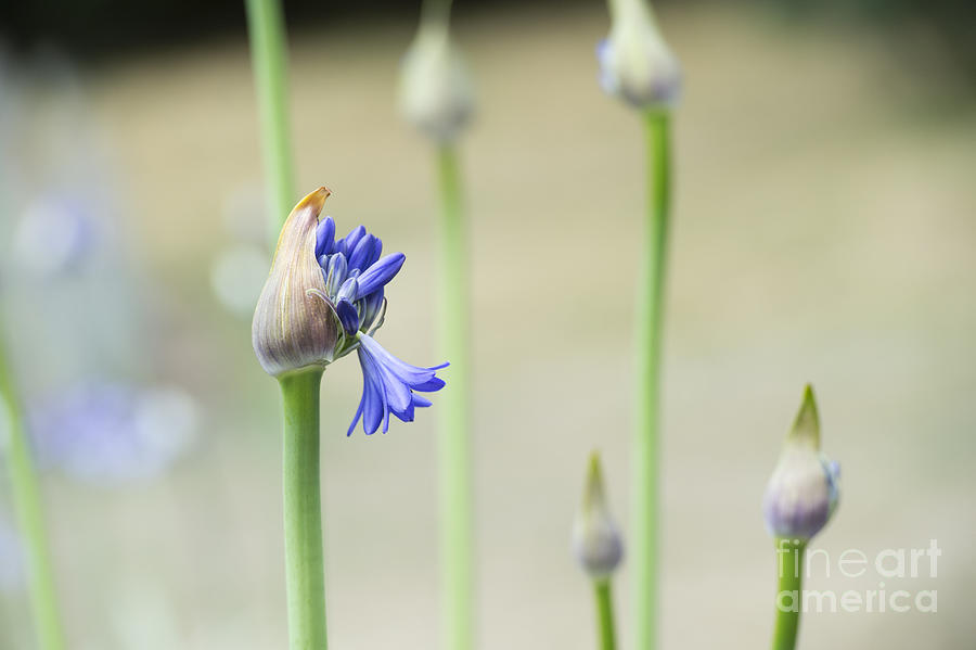 Flower Photograph - Summertime Blues   by Tim Gainey