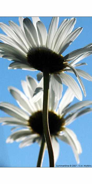 Daisy Photograph - Summertime by Kate Watkins Daisy Photograph - Summertime by Kate Watkins