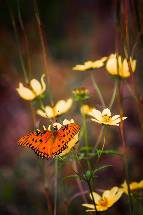 Butterfly Photograph - Summertime Monarch by Parker Cunningham