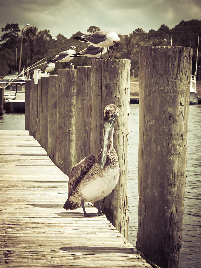 Summertime Pelicans Photograph by Debra Forand