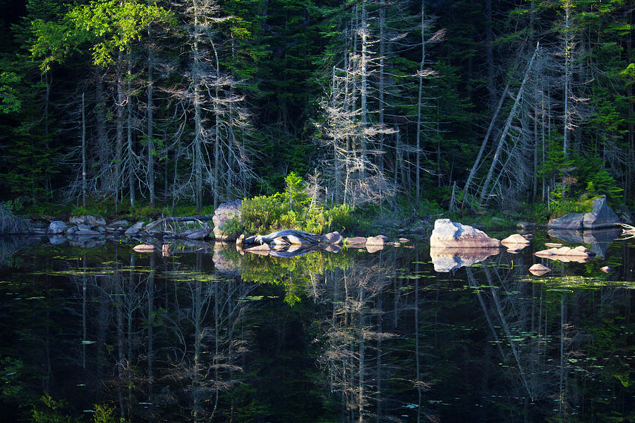 Summertime reflections on the lake by Jessica Tabora Summertime reflections on the lake by Jessica Tabora
