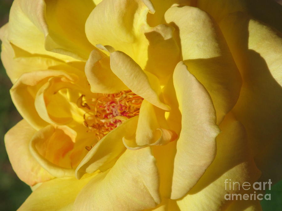 Summertime Rose Photograph by Loretta Pokorny