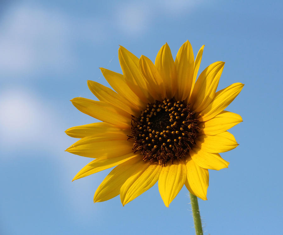 Summertime Sunflower Photograph by Carolyn Fletcher | Fine Art America