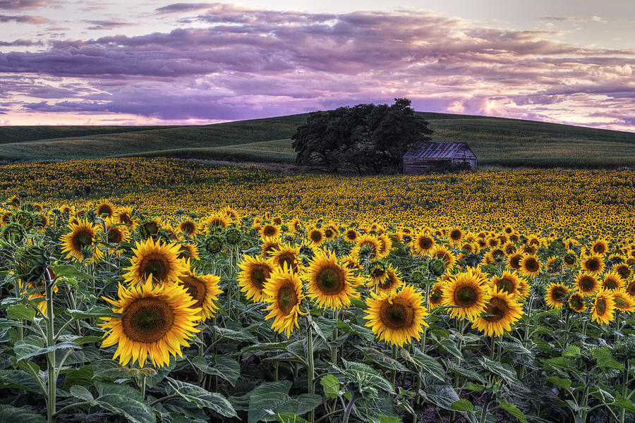 Summertime Sunflowers Photograph