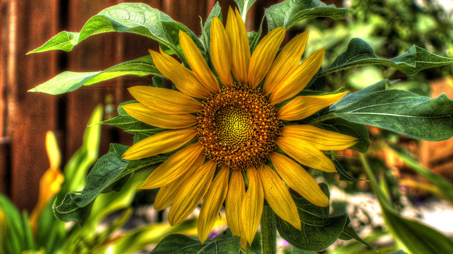 Summery Sunflower Photograph by Lawrence S Richardson Jr