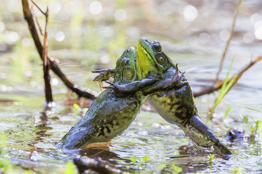 Sumo Wrestling Frogs Photograph by Mircea Costina Photography