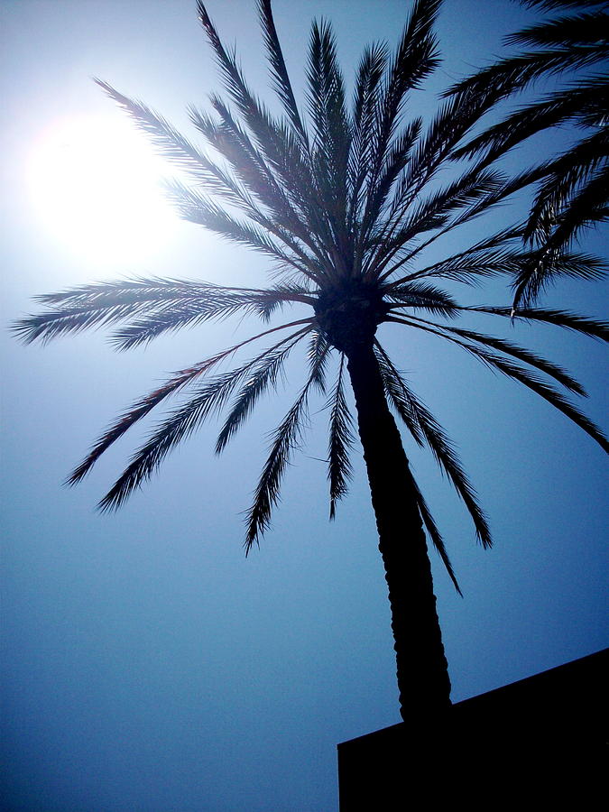 Palm Photograph - Sun and Palm by Marina Owens Palm Photograph - Sun and Palm by Marina Owens