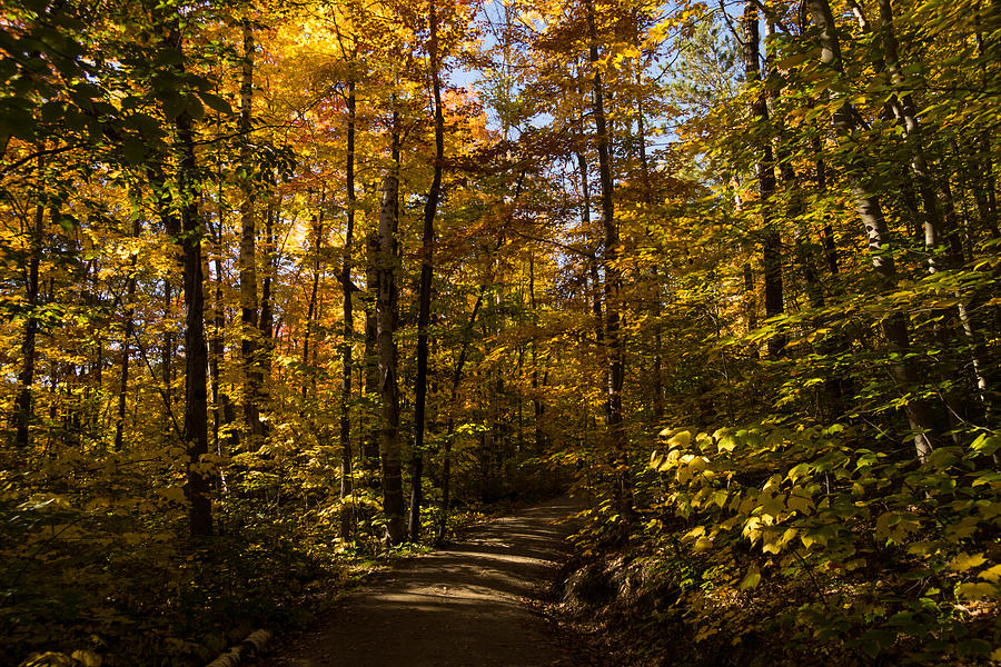 Sun and Shade Forest Trail - the Glory of Autumn Photograph by Georgia Mizuleva