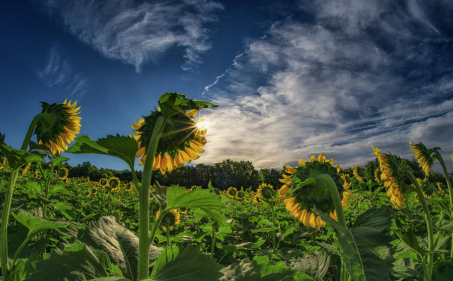 Sun And Sun Photograph By Larry Helms Fine Art America