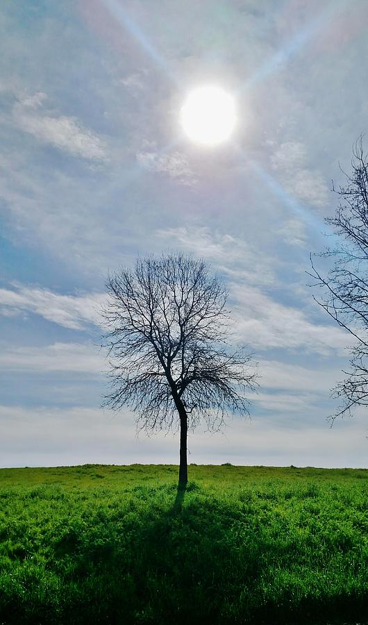 Sun and Tree of Stillness Photograph by Peggy Leyva Conley - Fine Art ...