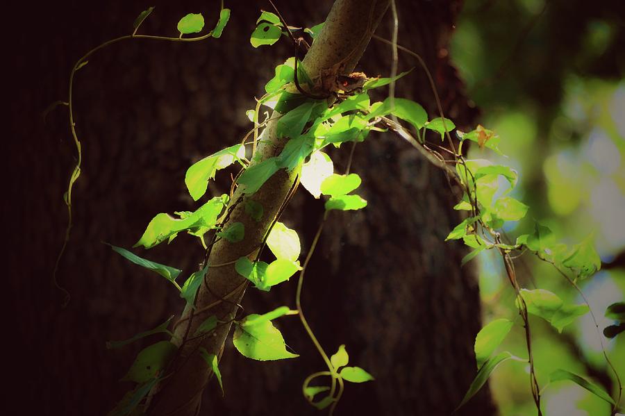 Sun And Vine Photograph by Shelley Smith | Fine Art America